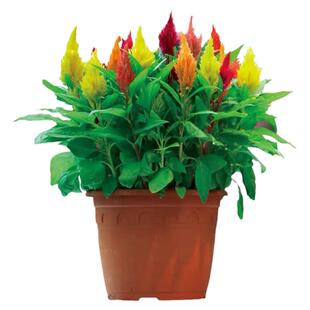 鸡冠花种子室内外凤尾羽状四季播种开花盆栽花籽庭院植物花卉种孑