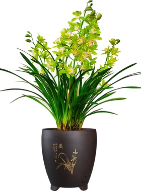 兰花盆栽红将军花卉绿植植物名贵