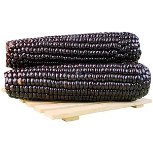 2025年玉米新鲜糯玉米代餐黑玉米真空装包甜粘糯玉米大棒山西忻州