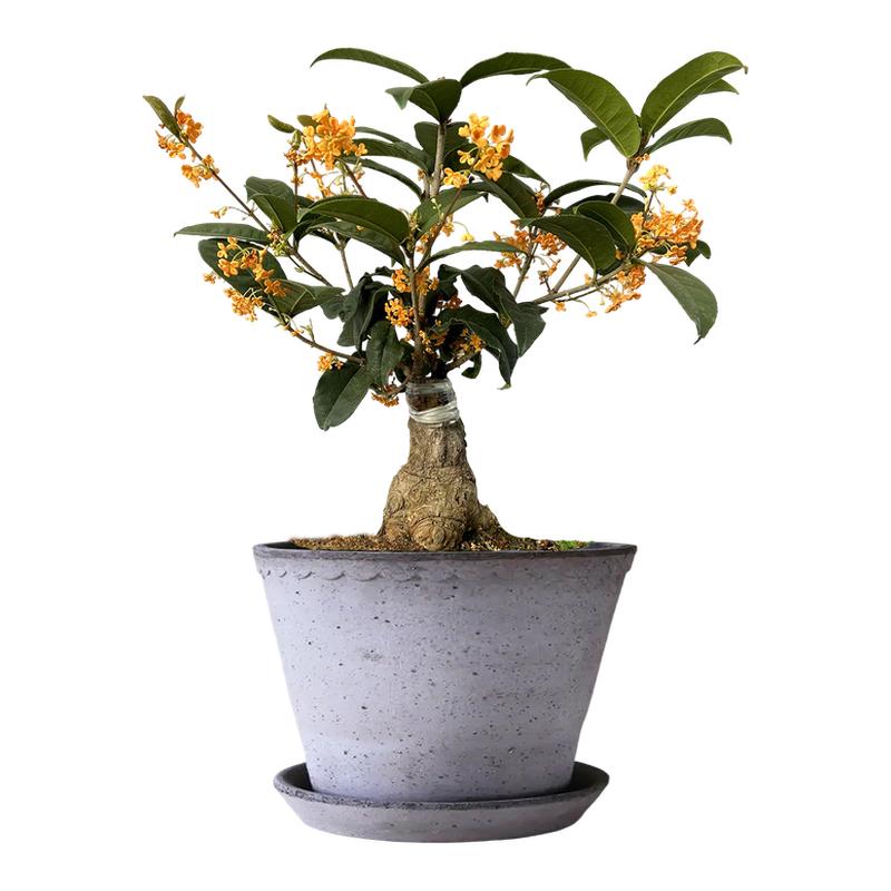 桂花盆栽景老桩嫁接四季开树苗红天香台阁红花四季桂浓香型绿植