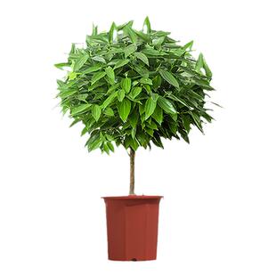 平安树盆栽客厅大型绿植新房去甲醛植物室内四季好养常青幸福树棵