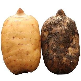 正宗云南昭通新鲜天麻小草坝现挖生天麻大乌天麻