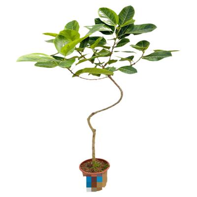 富贵榕净化空气花叶橡皮树室内