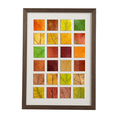 落叶相框捡秋树叶标本收集画框