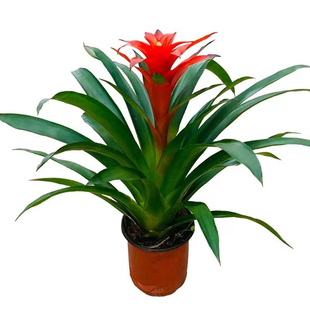 鸿运当头盆栽带花室内客厅办公室大植物红星凤梨开业送礼花卉绿植
