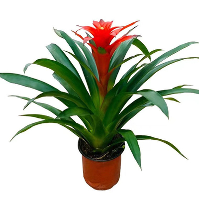 鸿运当头盆栽四季带花客厅好养活