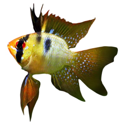 荷兰凤凰球蓝波子阿凡达短鲷金波