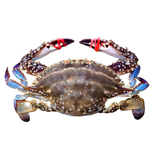 【保鲜不保活】莱州湾梭子蟹大飞蟹全母蟹满黄红膏蟹螃蟹海蟹