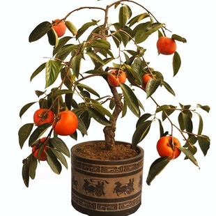 柿子树盆栽矮化果苗果树南北方老桩盆景带果庭院当年结果