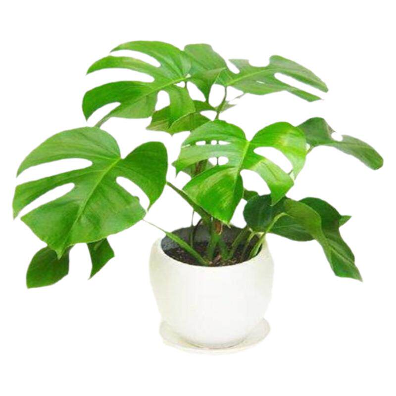 盆栽绿植龟背竹大型室内客厅