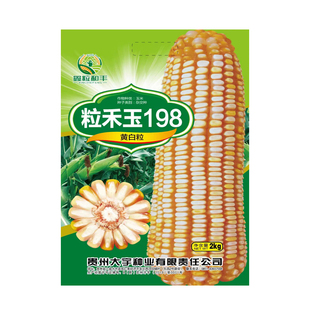 黄白粒玉米种子粒禾玉198 中高海拔玉米种子抗干旱抗高温4斤装/袋