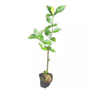 银叶金合欢树苗盆地栽别墅庭院门前风景大树绿化苗木耐寒花卉植物