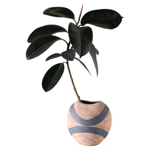 单支造型橡皮树无根水培大叶绿植旺宅水培观叶植物北欧ins风小众