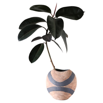 单支造型橡皮树无根水培小众ins