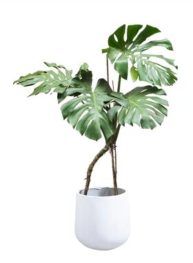 龟背竹老桩根好养活室内绿植