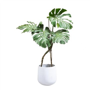 大叶龙鳞龟背竹老桩根盆栽客厅大盆栽室内客厅好养活绿植四季常青