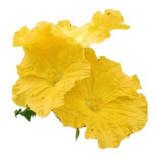 中药材丝瓜花  干丝瓜花 农家自种自采 新晒新货 天然无添加 包邮