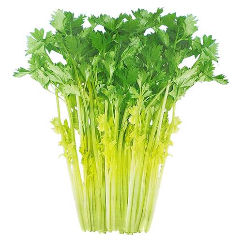 四季黄空心芹种子黄心芹菜种籽小香芹黄嫩西芹青菜籽春秋蔬菜种孑