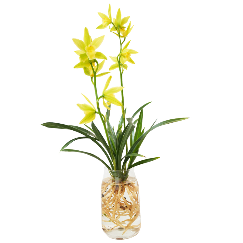 水培兰花苗【元气满满】室内客厅书房绿植带花苞名贵盆栽花卉浓香