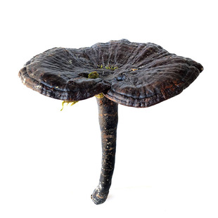 灵芝仿野生整枝可切片广东深山紫林芝黑灵芝片种植干货500g不苦