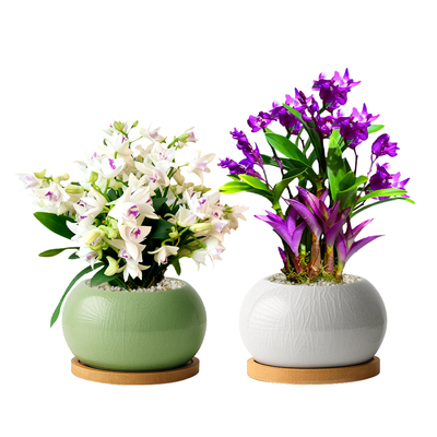 名贵高端石斛兰盆栽！四季好养