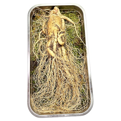 特大新鲜人参单支一斤泡酒大人参