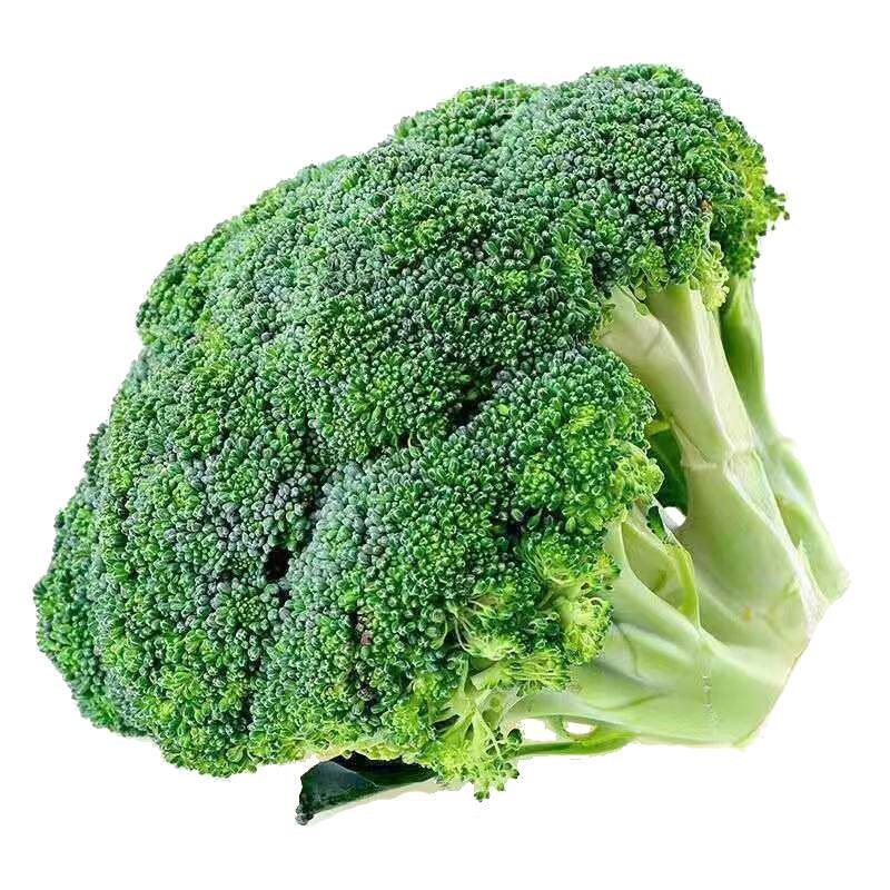 西兰花种子西蓝花菜种孑有机松花菜种籽花椰菜绿色花菜种四季蔬菜