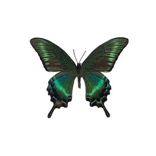 真蝴蝶原蝶夏型绿带翠凤蝶未展翅标本制作diy手工材料A1/A-品质