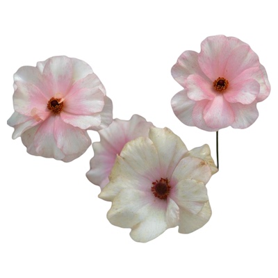 蝴蝶花毛茛进口种球根