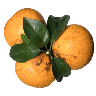 广西武鸣花沃柑10斤新鲜水果当季整箱正宗礼盒现摘现发长得丑柑橘