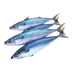 新鲜鲐鲅鱼深海海鱼特大青占鱼整条青花鱼青鱼非鲅鱼鲭鱼海鲜水产