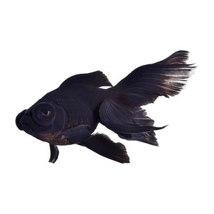 金鱼活体黑龙睛观赏鱼活体小金鱼冷水鱼金鱼苗好养耐活小型宠物鱼