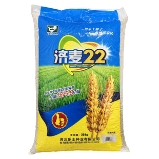 国审济麦22小麦种子 优质强筋大田冬小麦籽高产矮秆抗倒大穗原种