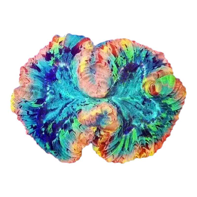 油彩八字脑软体珊瑚活体海水缸观赏珊瑚新手入门好养耐活造景生物