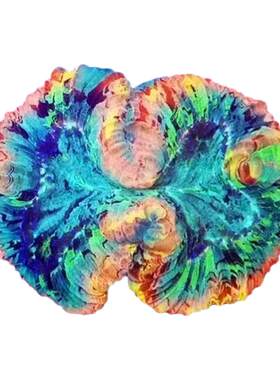 油彩八字脑软体珊瑚活体海水缸观赏珊瑚新手入门好养耐活造景生物