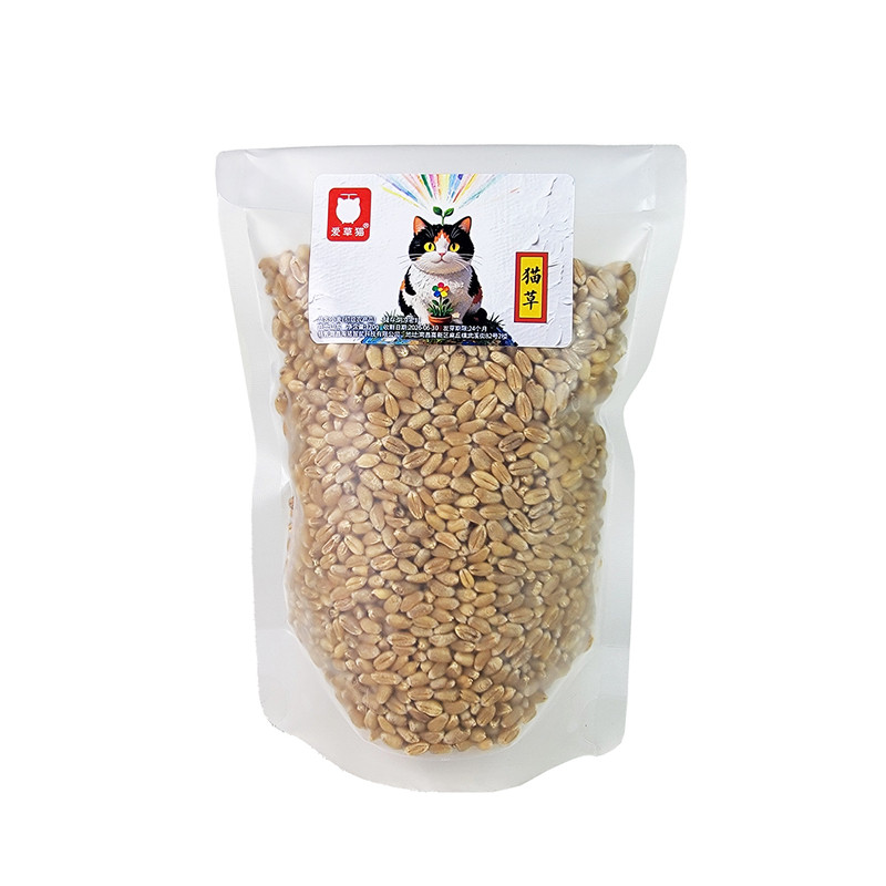 水培懒人猫草化毛润肠通便吐毛球