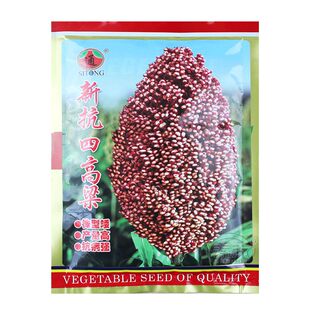 红缨子矮杆高粱种子种籽孑抗四酿酒种了高产红糯早熟抗旱五谷杂粮