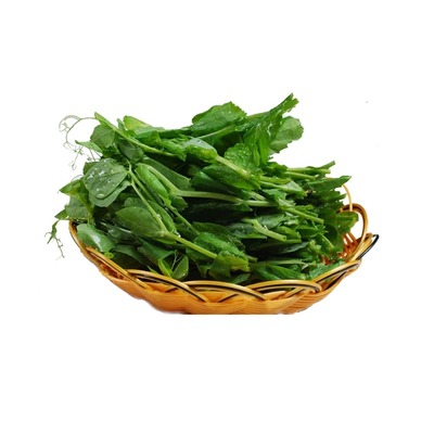 无须豌豆苗种子四季种植