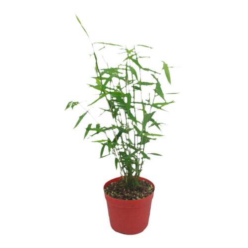 日本姬翠竹 青轴力竹 日本山野草斑入虎斑风竹绿植水陆缸造景植物