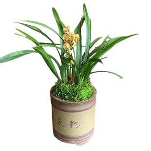 建兰老种金荷夏秋带花苞四季兰浓香喜阴室内花卉好养易活花苗绿植