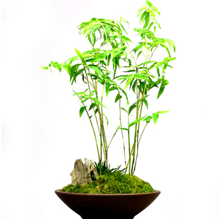 姬翠竹凤尾竹米竹青轴力竹绿植室内桌上盆栽盆景竹子迷你植物竹苗