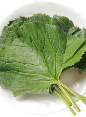 长白山野菜马蹄叶大叶子新鲜冷冻