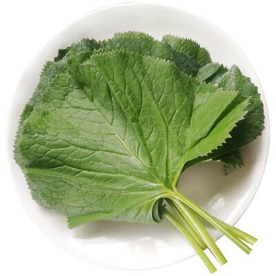 长白山野菜马蹄叶大叶子新鲜采摘