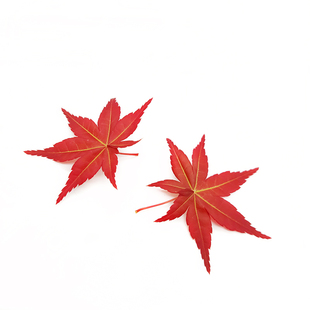 新鲜红枫叶 真空枫叶 酒店西餐日料蛋糕餐饮摆盘装饰 30片