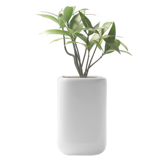 香氏植物室内小盆栽陶瓷盆绿植月季茉莉花卉文竹兰花发财树办公室