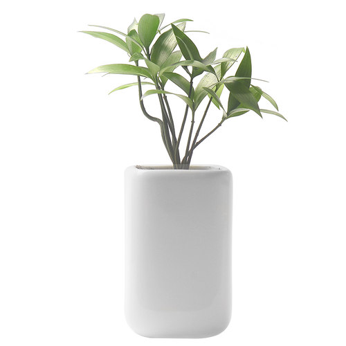 香氏植物室内小盆栽陶瓷盆绿植月季茉莉花卉文竹兰花发财树办公室