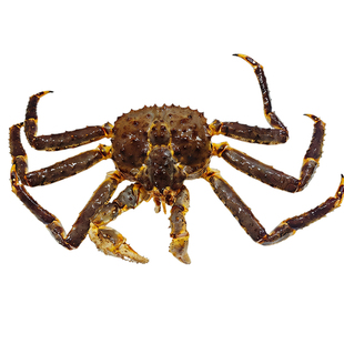 俄罗斯进口帝王蟹鲜活冷冻10斤整只特大螃蟹新鲜活冻顺丰海鲜礼盒