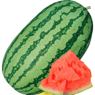 抗重茬西农八号西瓜种籽种特大懒汉麒麟阳台高产巨型西瓜种子孑