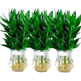 观音竹富贵竹水培植物粗杆带根室内好养客厅招财风水转运竹子绿植