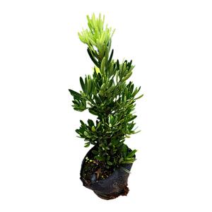 正宗罗汉松树苗大树造型菊花心